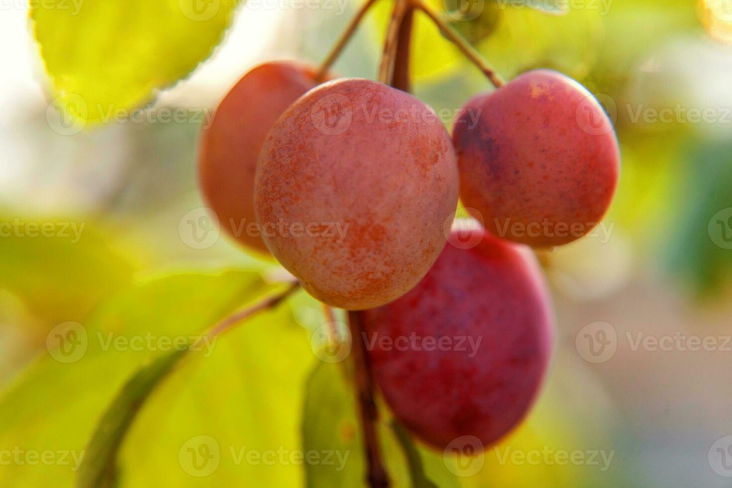 Perfect red plum growing on tree in organic plum orchard. Autumn fall view on country style garden. Healthy food vegan vegetarian baby dieting concept. Local garden produce clean food. photo