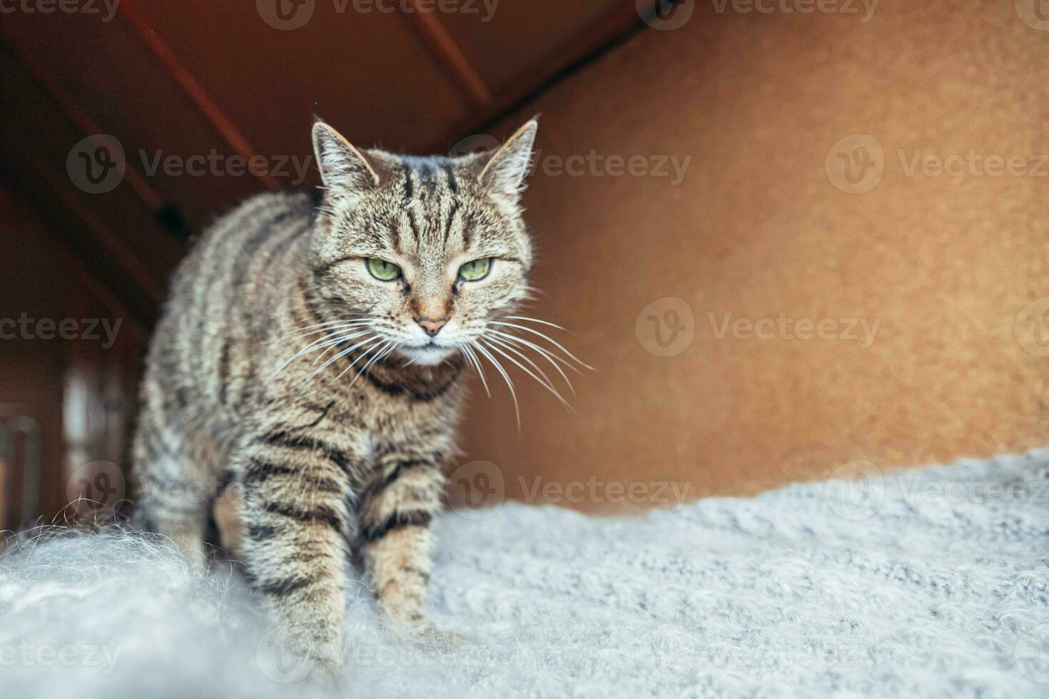 Funny portrait arrogant short-haired domestic tabby cat relaxing at home. Little kitten lovely member of family playing indoor. Pet care health and animal concept. photo