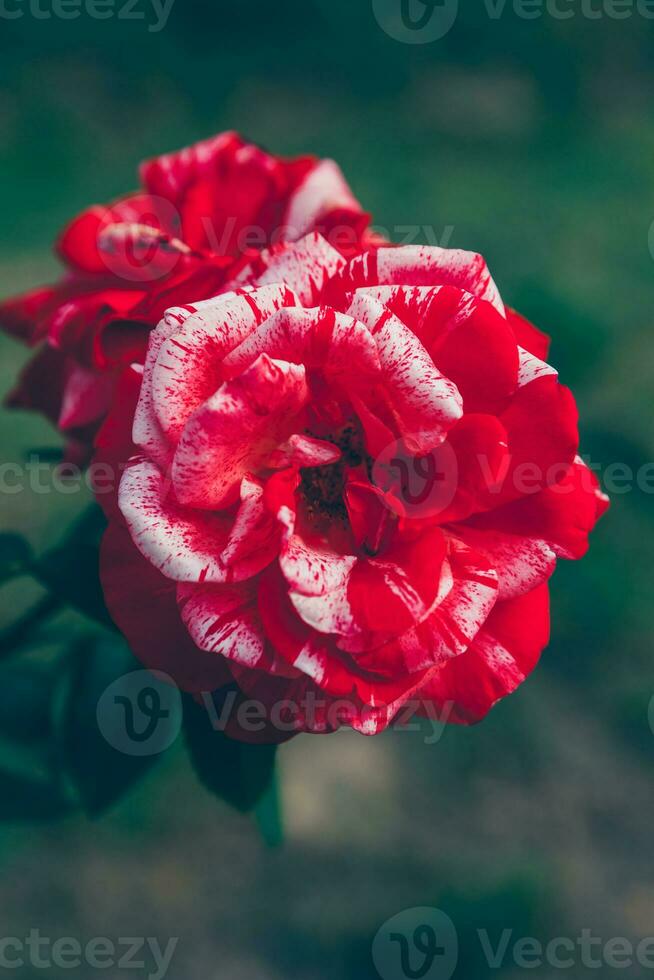 Beautiful pink rose flowers in summer time. Nature background with flowering red roses. Inspirational natural floral spring blooming garden or park backdrop. Beauty flower vintage retro art design. photo