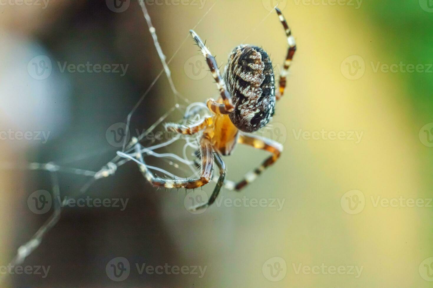 Arachnophobia fear of spider bite concept. Macro close up spider on cobweb spider web on natural blurred background. Life of insects. Horror scary frightening banner for halloween. photo