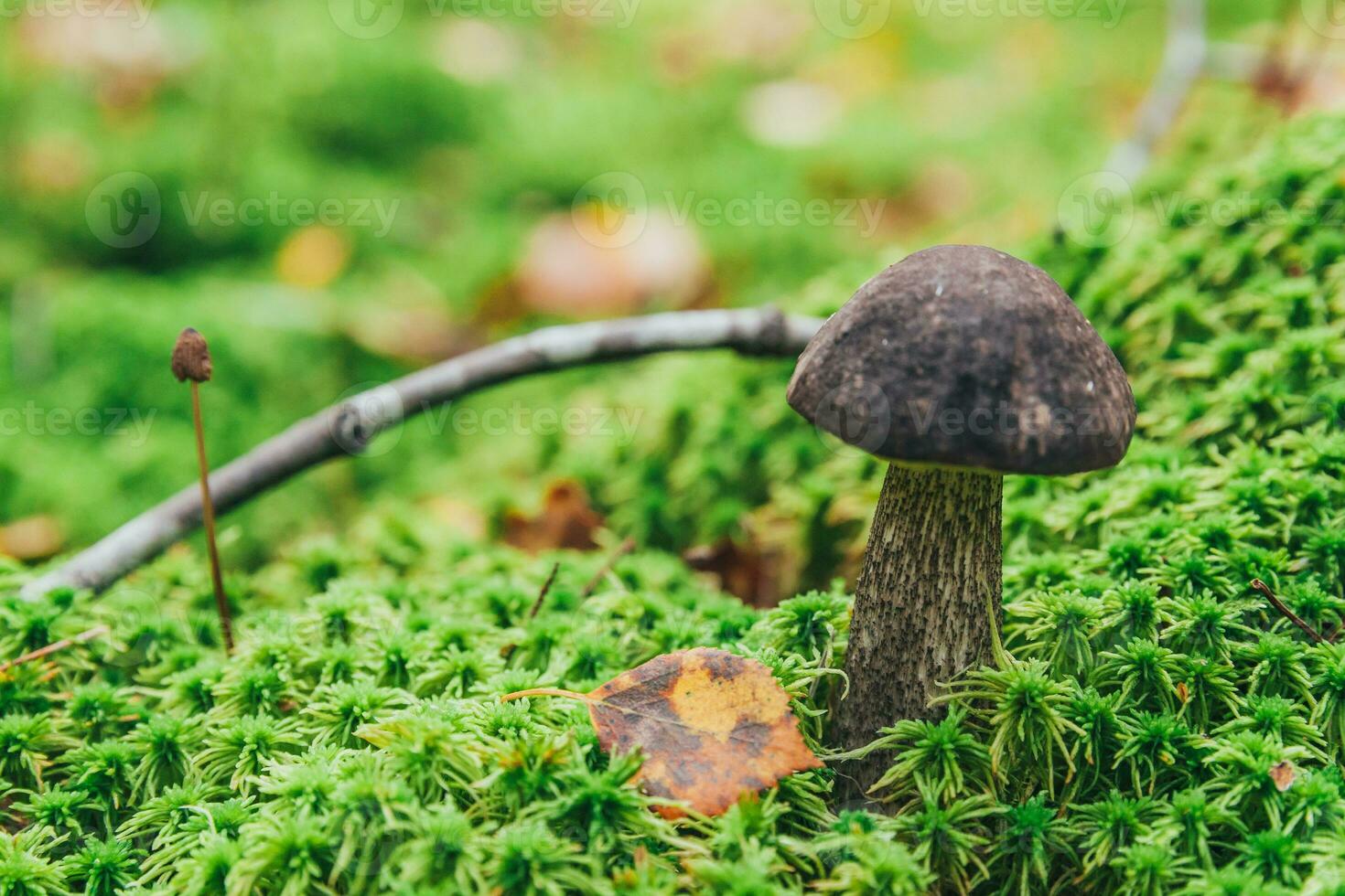 Edible small mushroom brown cap Penny Bun leccinum in moss autumn forest background. Fungus in the natural environment. Big mushroom macro close up. Inspirational natural summer or fall landscape. photo