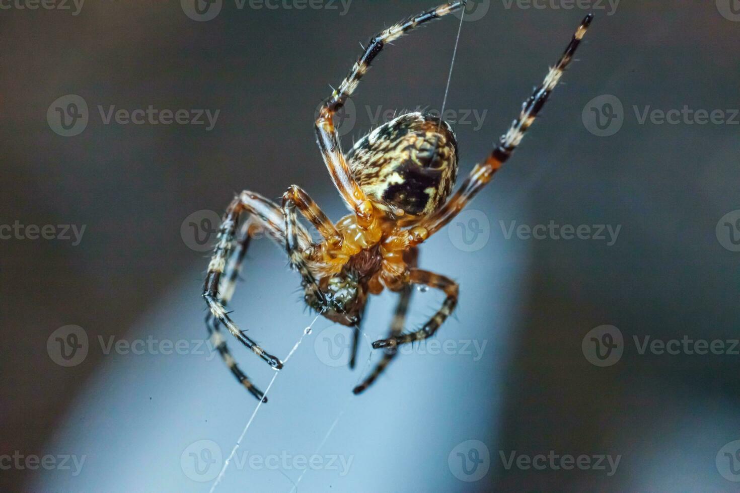 Arachnophobia fear of spider bite concept. Macro close up spider on cobweb spider web on blurred blue background. Life of insects. Horror scary frightening banner for halloween. photo