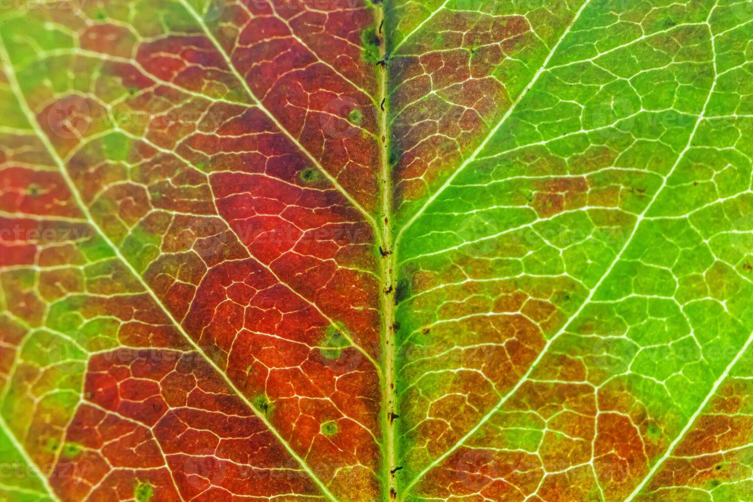 Closeup autumn fall extreme macro texture view of red orange green wood sheet tree leaf glow in sun background. Inspirational nature october or september wallpaper. Change of seasons concept. photo