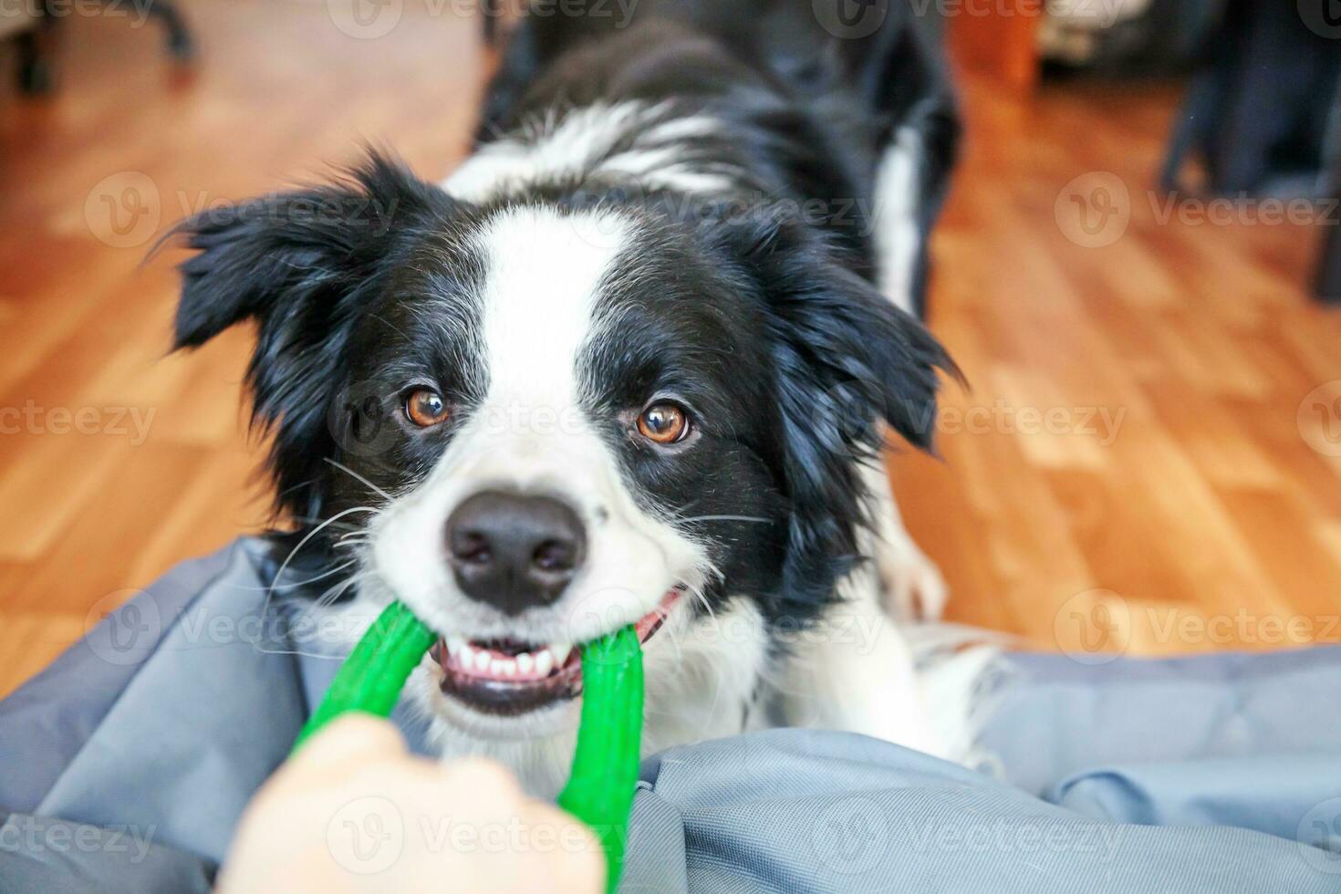 Funny portrait of cute smilling puppy dog border collie holding colourful green toy in mouth. New lovely member of family little dog at home playing with owner. Pet care and animals concept. photo