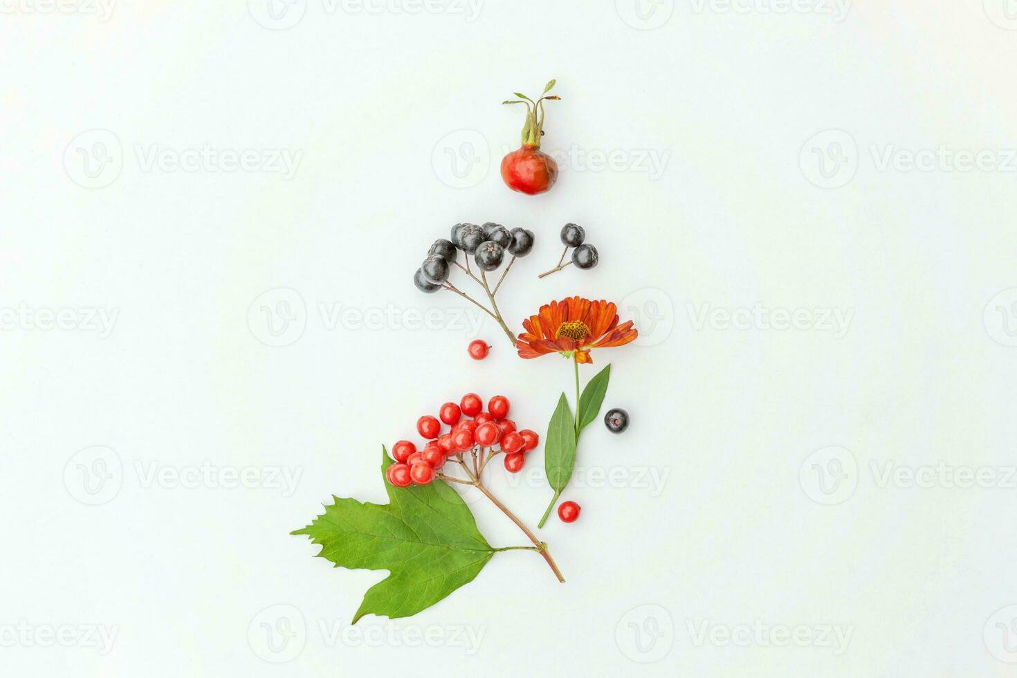 composición floral de otoño. plantas viburnum serbal bayas dogrose flores frescas hojas coloridas aisladas sobre fondo blanco. otoño plantas naturales ecología papel tapiz concepto plano endecha vista superior espacio de copia foto