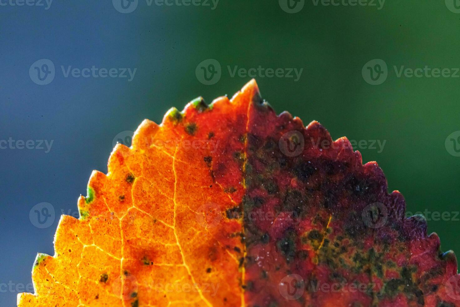 Closeup natural autumn fall macro view of red orange leaf glow in sun on blurred green background in garden or park. Inspirational nature october or september wallpaper. Change of seasons concept. photo