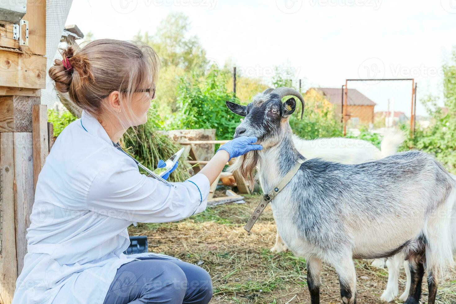 Young veterinarian woman with tablet computer examining goat on ranch background. Vet doctor check up goat in natural eco farm. Animal care and ecological livestock farming concept. photo