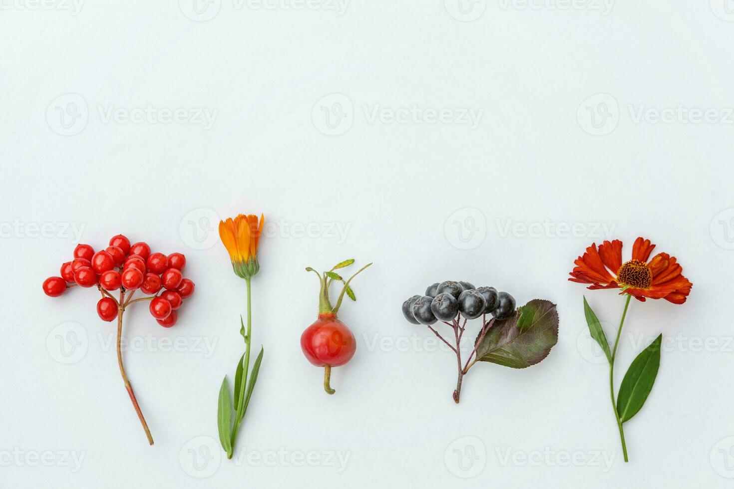 Autumn floral composition. Plants viburnum rowan berries dogrose flowers colorful leaves isolated on white background. Fall natural plants ecology wallpaper concept. Flat lay top view, copy space photo