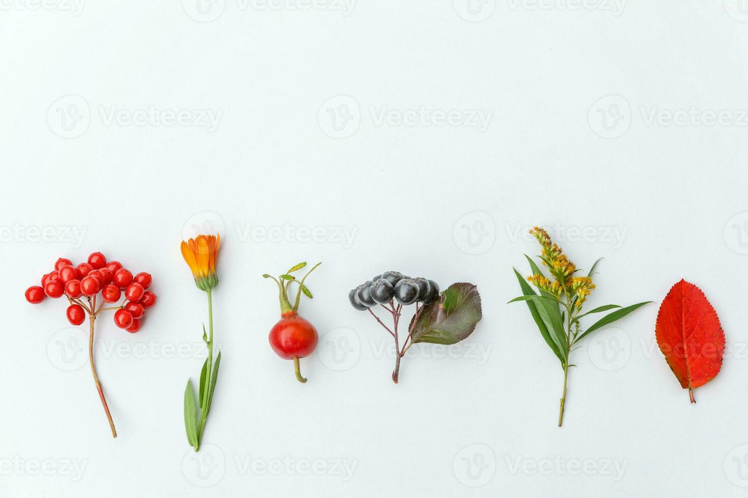 Autumn floral composition. Plants viburnum rowan berries dogrose flowers colorful leaves isolated on white background. Fall natural plants ecology wallpaper concept. Flat lay top view, copy space photo