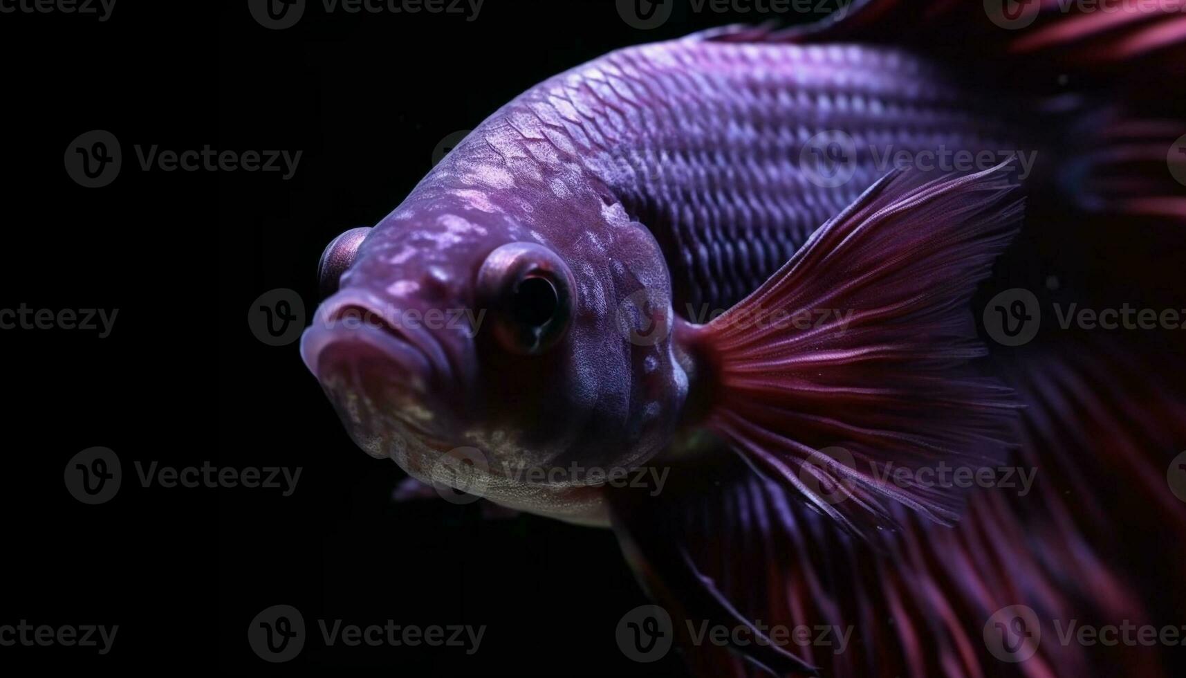 The elegant siamese fighting fish swims in a colorful underwater world generated by AI photo