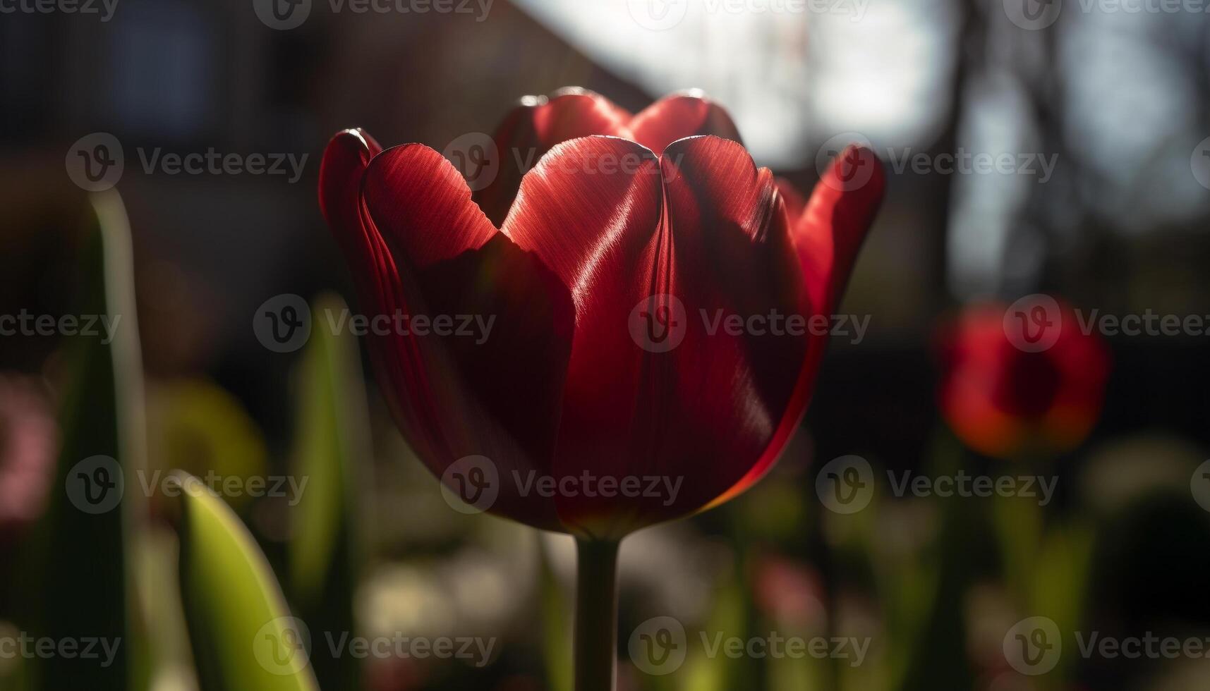 Bright tulip blossom in nature, vibrant colors, no people generated by AI photo
