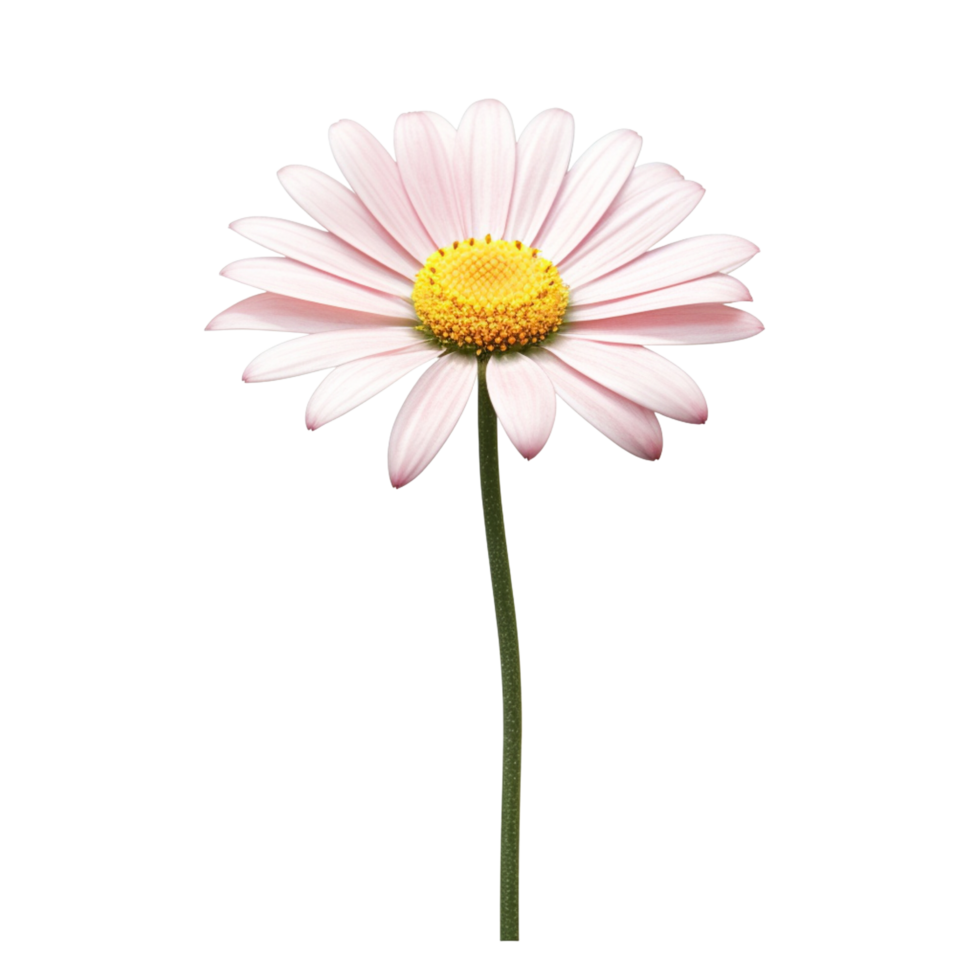 AI Generative watercolor daisy flower gradient pastel isolation on white transparent png