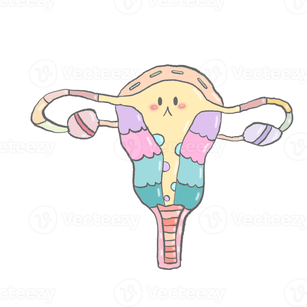 Cute cartoon pastel doodle hand draw anatomy uterus female png