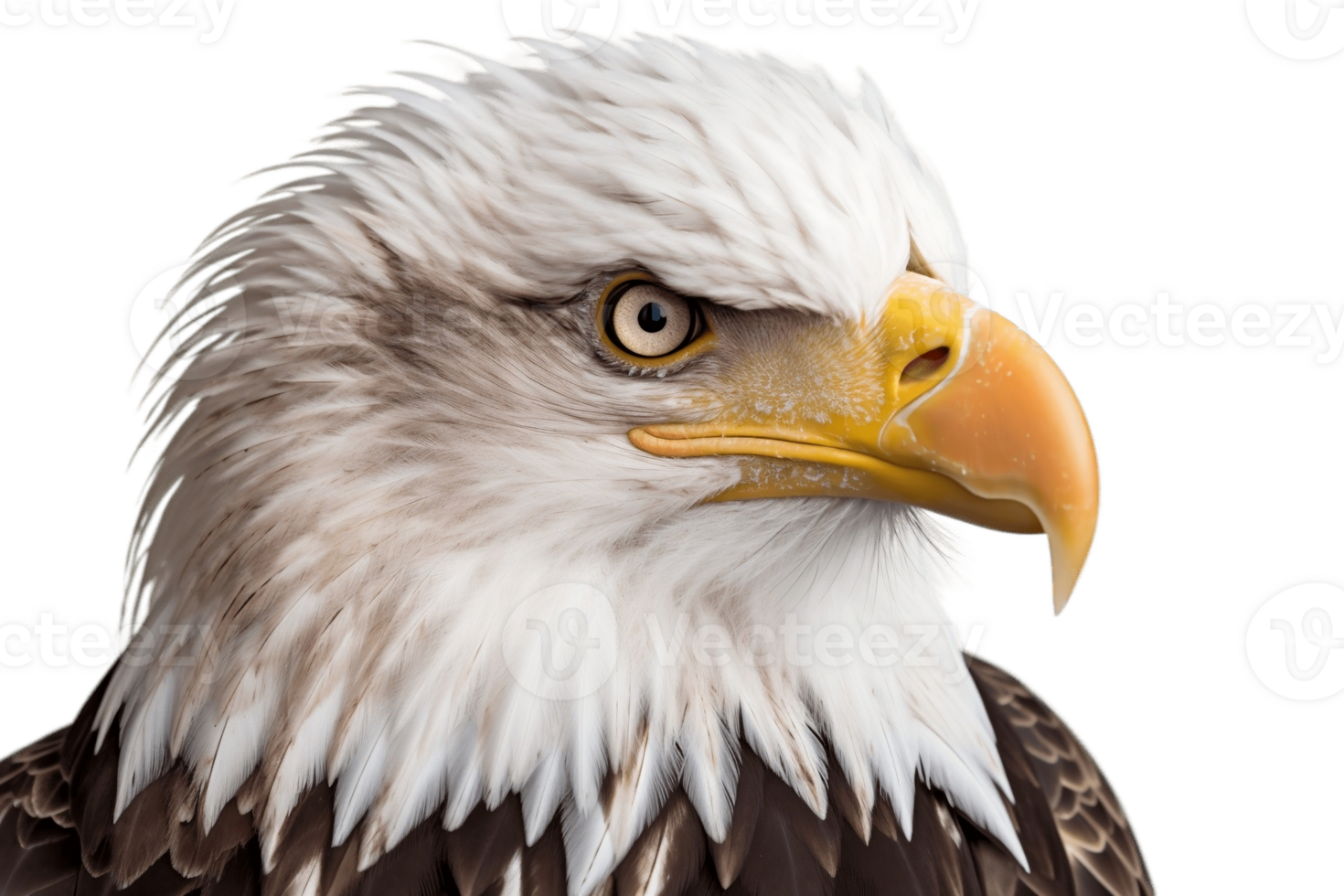 American Bald Eagle on a Transparent Background. AI png