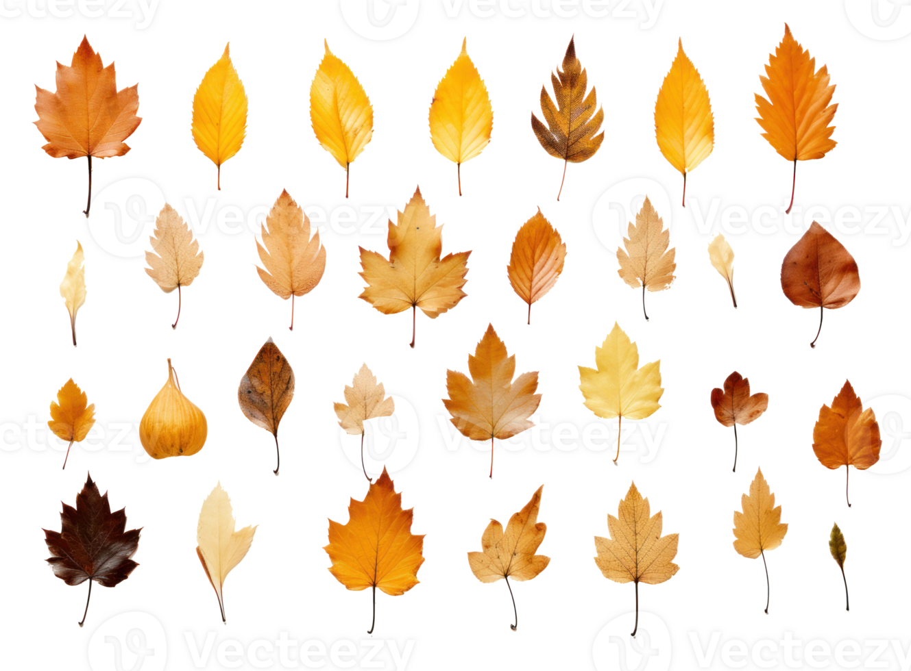 collection de feuilles d'automne png