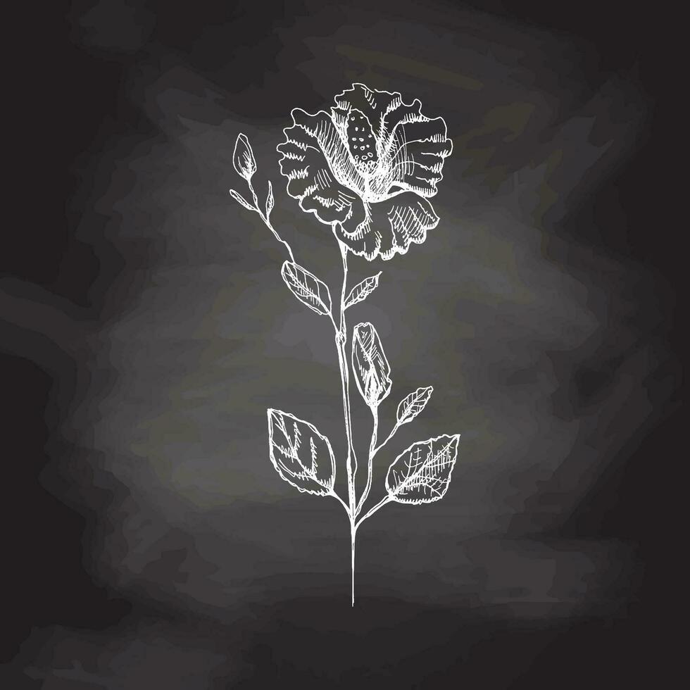 Hand drawn hibiscus sketch on chalkboard background. Monochrome flower doodle. Black and white vintage element. Vector sketch. Detailed retro style.