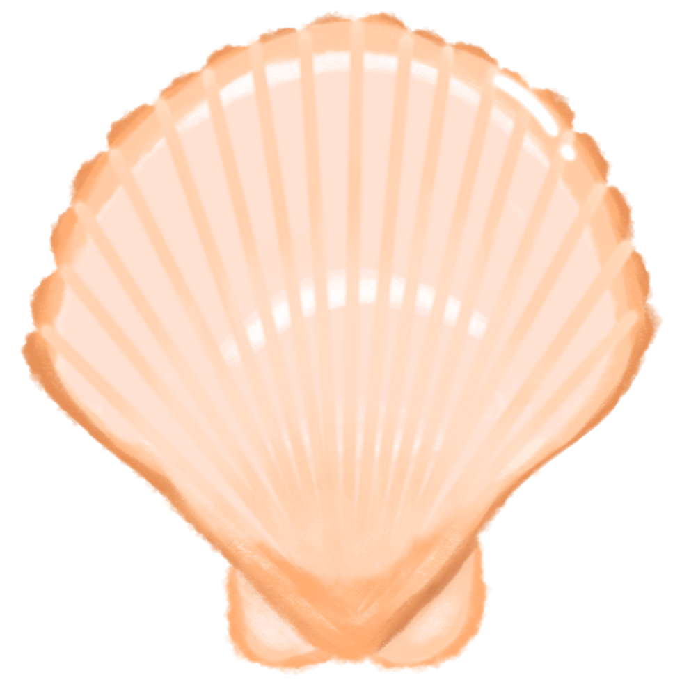 Scallop sea shell png