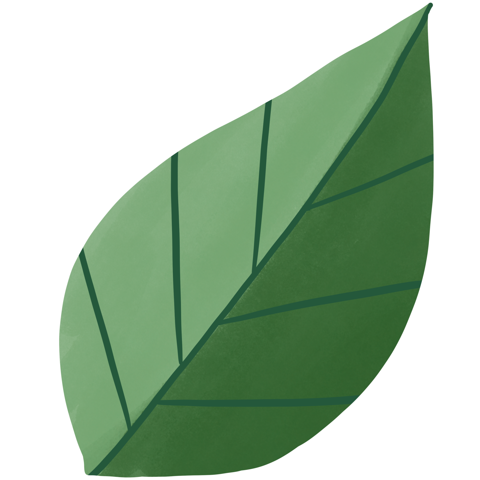 green-leaf-plant-27742546-png