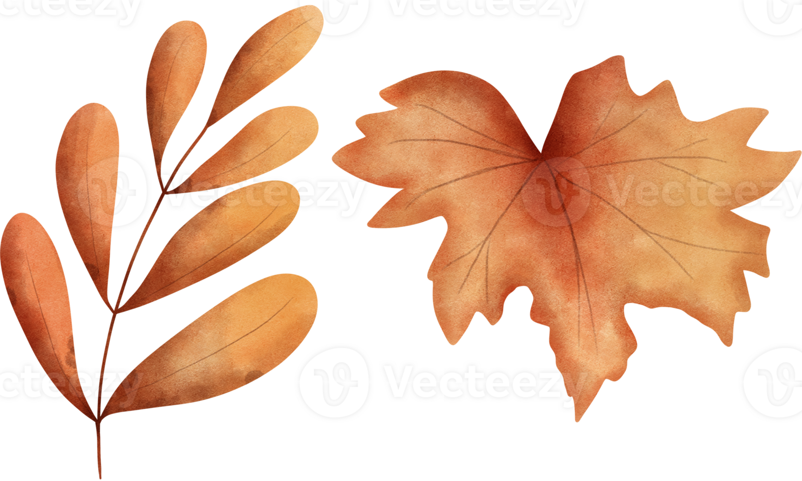 Set of watercolor autumn leaves illustration.Hand drawn watercolor autumn leaves. png