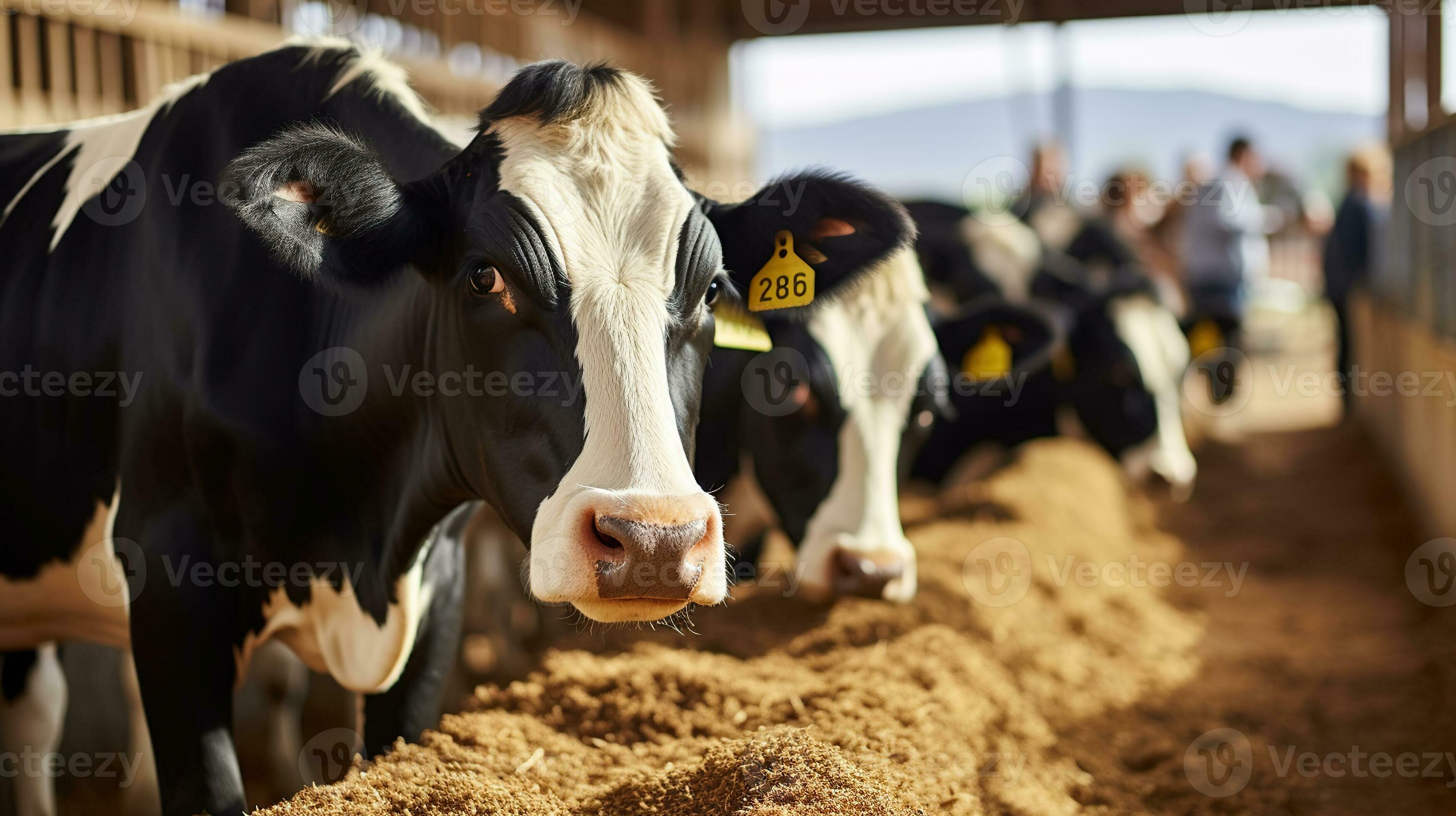 Young Farm Tending to Numbered Cows in Pastoral Setting. Agriculture