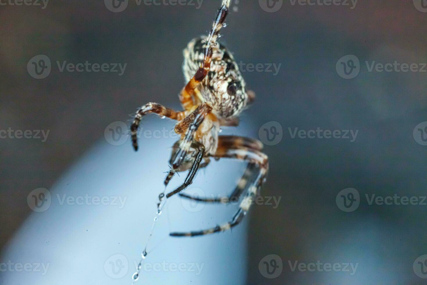 Arachnophobia fear of spider bite concept. Macro close up spider on cobweb spider web on blurred blue background. Life of insects. Horror scary frightening banner for halloween. photo