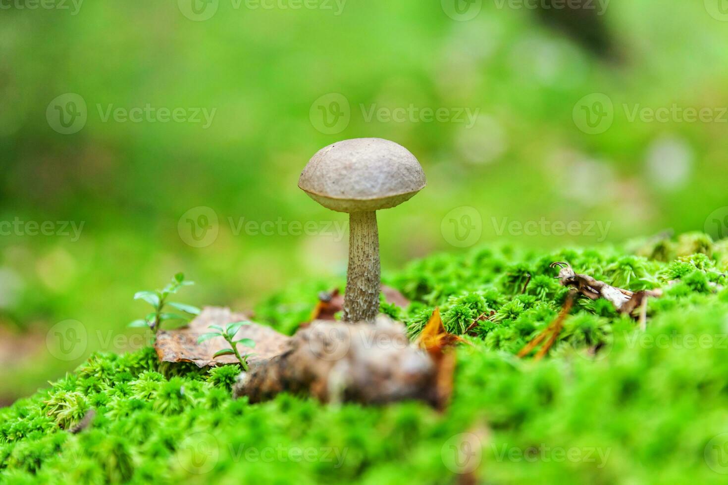 Edible small mushroom with brown cap Penny Bun leccinum in moss autumn forest background. Fungus in the natural environment. Big mushroom macro close up. Inspirational natural summer fall landscape photo