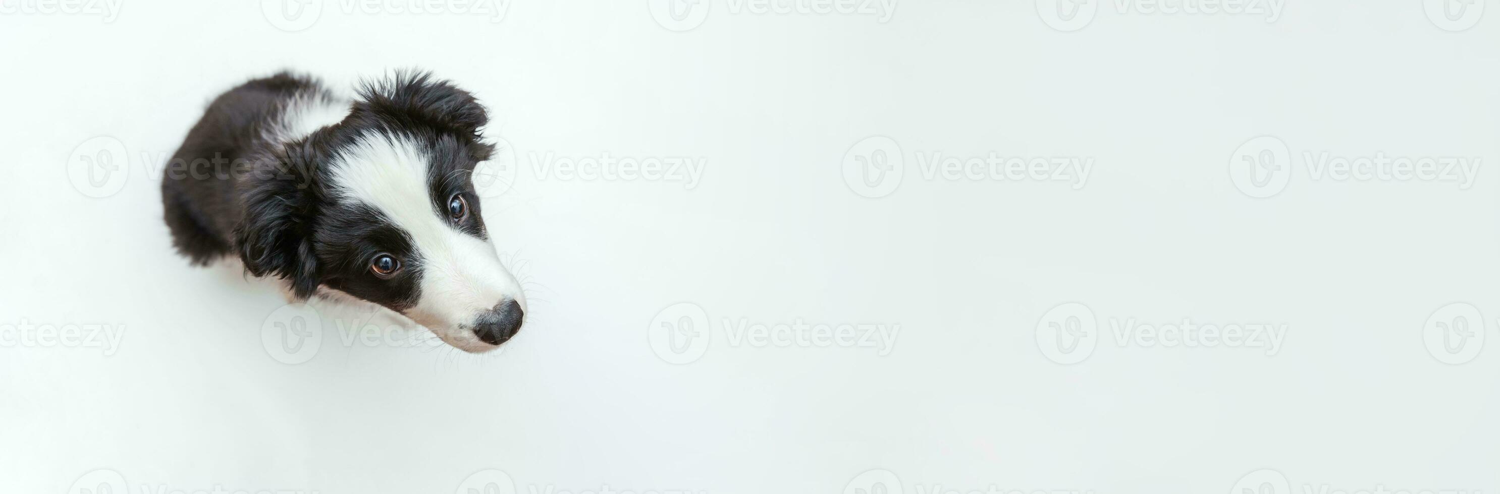 Funny studio portrait of cute smilling puppy dog border collie isolated on white background. Pet care and animals concept. Banner photo