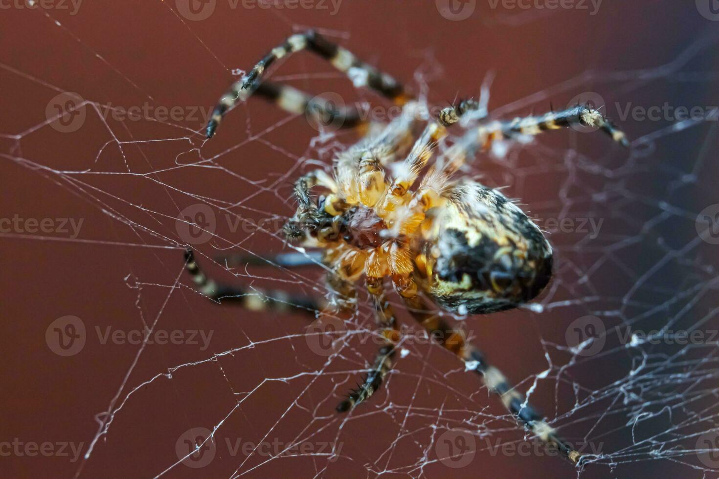 Arachnophobia fear of spider bite concept. Macro close up spider on cobweb spider web on blurred brown background. Life of insects. Horror scary frightening banner for halloween. photo