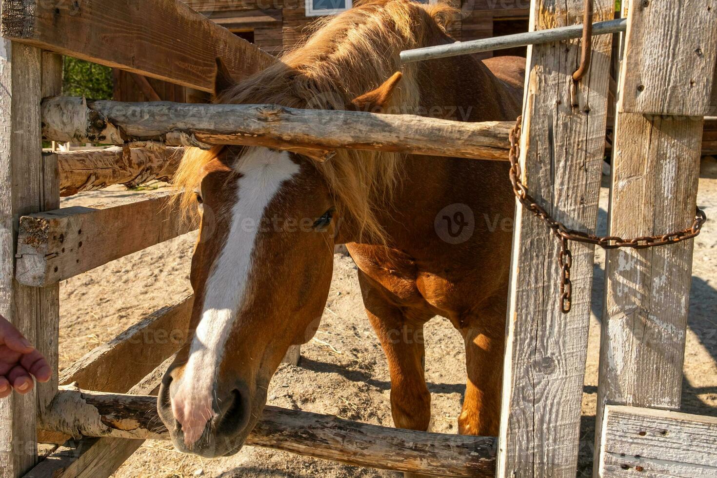 Racecourse concept. Modern animal livestock. Brown horse stallions in stall relaxing in training corral, farm countryside background. Horse in paddock corral outdoor. Horse in natural eco farm. photo