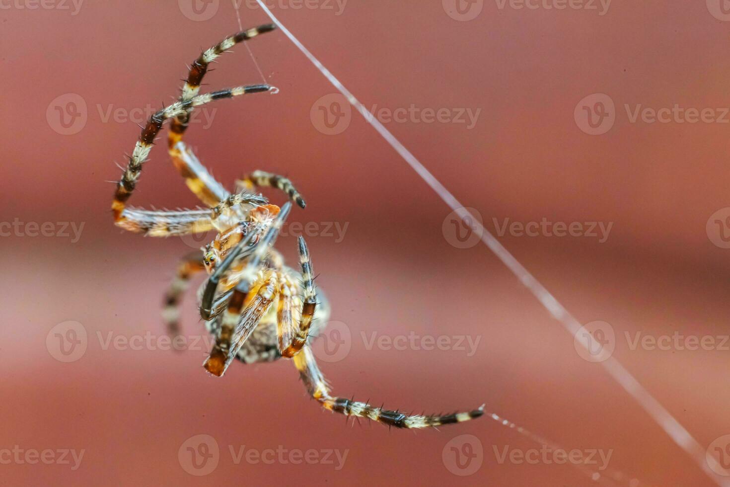 Arachnophobia fear of spider bite concept. Macro close up spider on cobweb spider web on blurred brown background. Life of insects. Horror scary frightening banner for halloween. photo