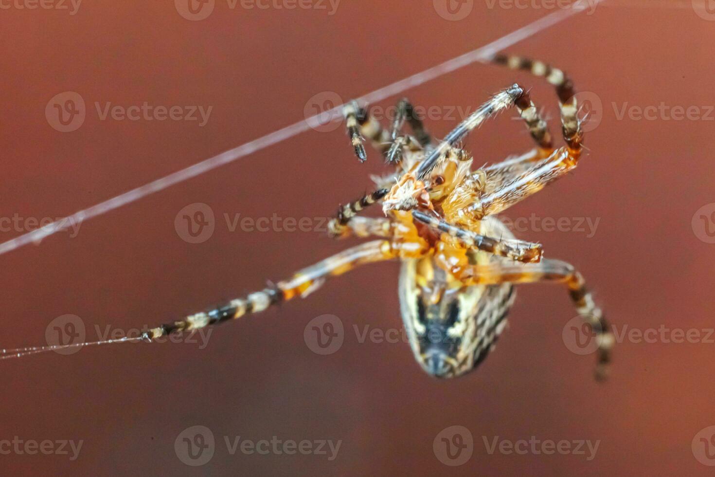 Arachnophobia fear of spider bite concept. Macro close up spider on cobweb spider web on blurred brown background. Life of insects. Horror scary frightening banner for halloween. photo