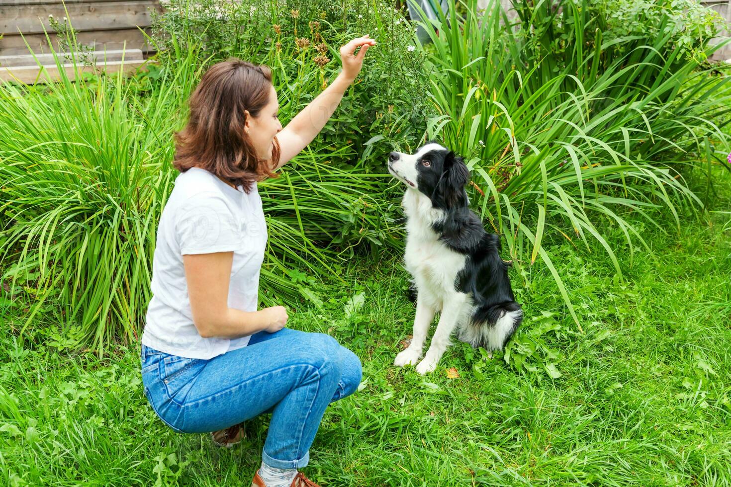 Smiling young attractive woman playing with cute puppy dog border collie in summer garden or city park outdoor background. Girl training trick with dog friend. Pet care and animals concept. photo