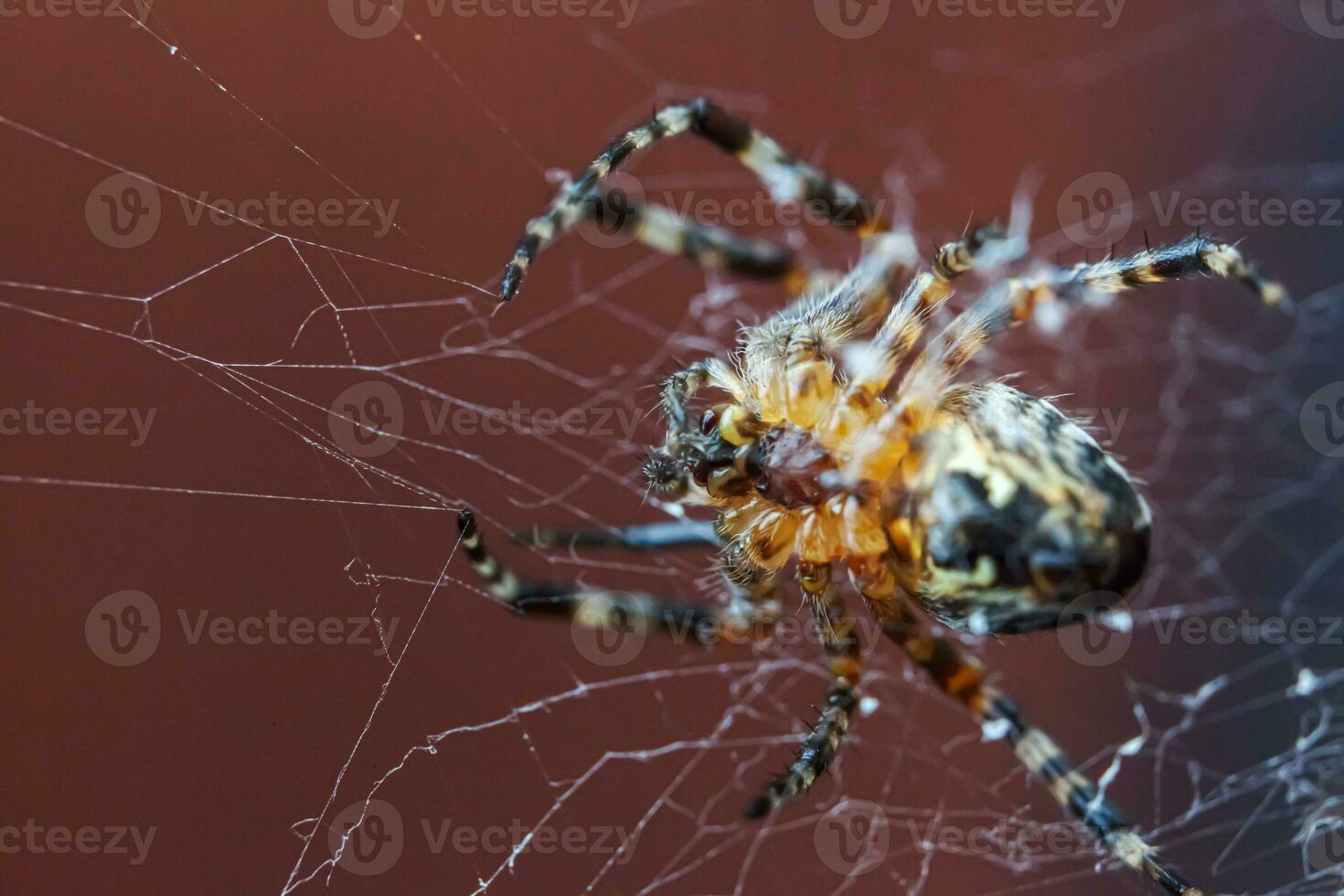 Arachnophobia fear of spider bite concept. Macro close up spider on cobweb spider web on blurred brown background. Life of insects. Horror scary frightening banner for halloween. photo