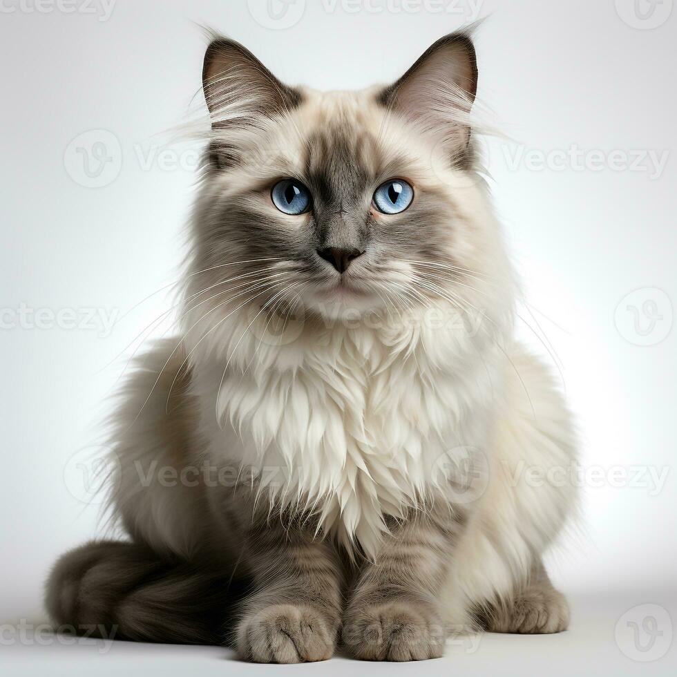 a Siamese cat on a white background photo