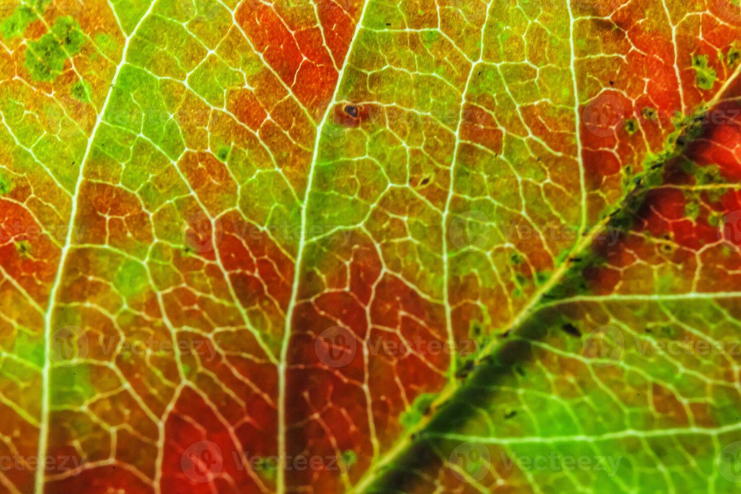 Closeup autumn fall extreme macro texture view of red orange green wood sheet tree leaf glow in sun background. Inspirational nature october or september wallpaper. Change of seasons concept. photo