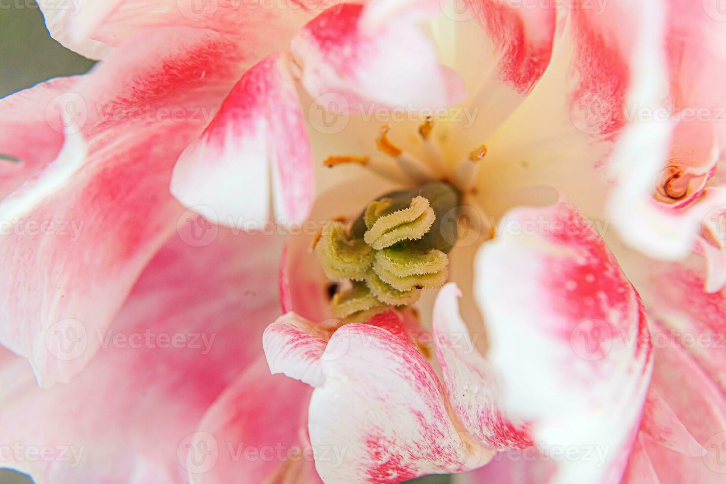 Pink tulip flowers in spring time. Close up macro of fresh spring flower in garden. Soft abstract floral poster, extremely macro, selective focus. Inspirational floral wallpaper holidays card photo