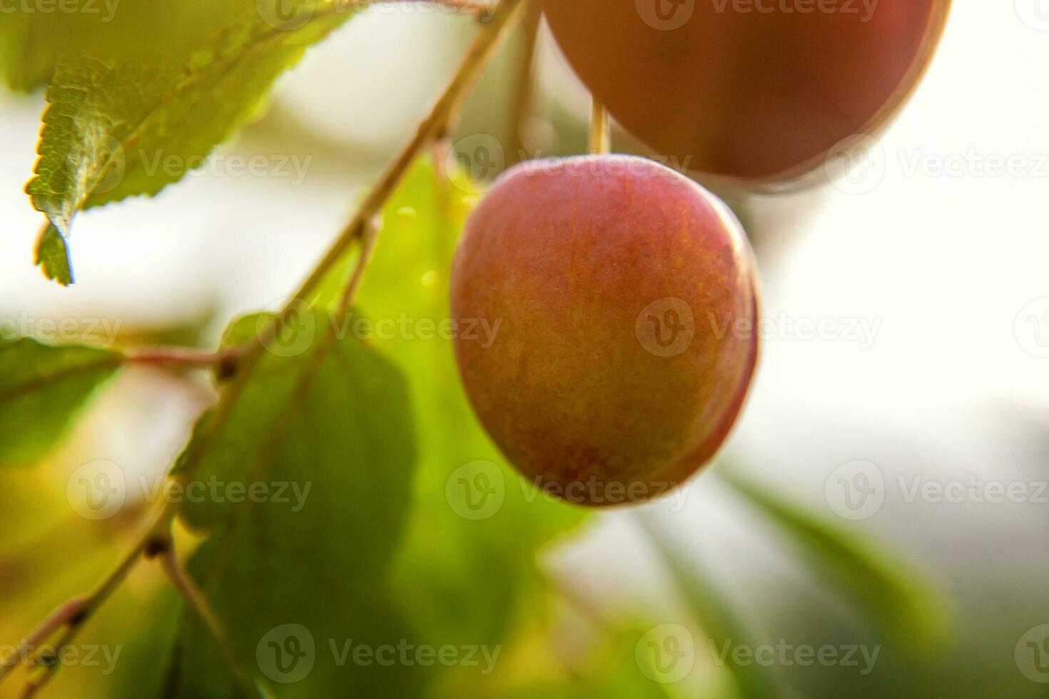 Perfecto rojo ciruela creciente en árbol en orgánico ciruela huerta. otoño otoño ver en país estilo jardín. sano comida vegano vegetariano bebé dieta concepto. local jardín Produce limpiar alimento. foto