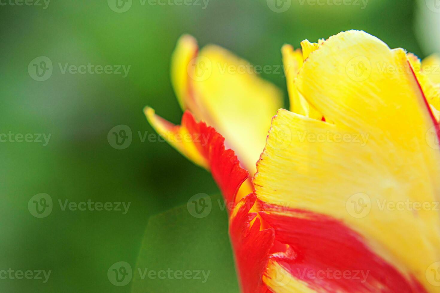 Yellow red tulip flowers in spring time. Close up macro of fresh spring flower in garden. Soft abstract floral poster, extremely macro, selective focus. Inspirational floral wallpaper holidays card photo