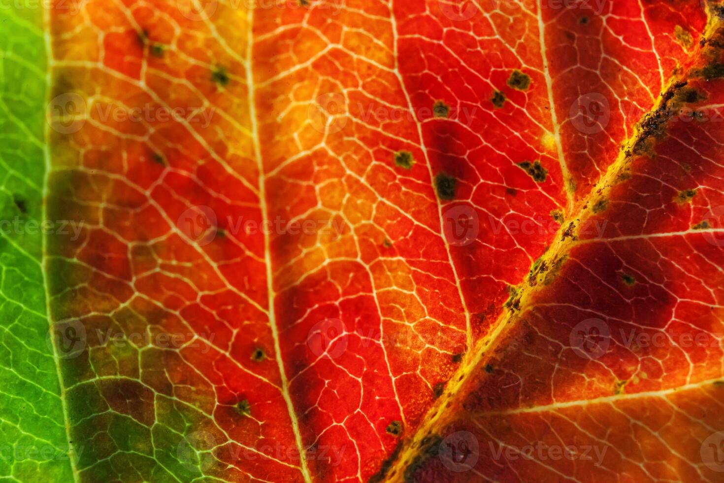 Closeup autumn fall extreme macro texture view of red orange green wood sheet tree leaf glow in sun background. Inspirational nature october or september wallpaper. Change of seasons concept. photo