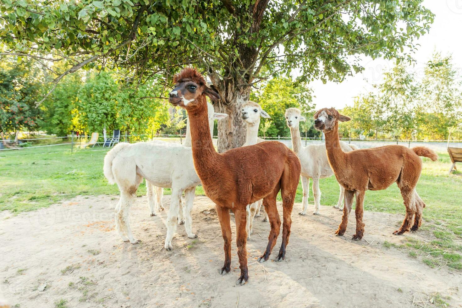 Cute alpaca with funny face relaxing on ranch in summer day. Domestic alpacas grazing on pasture in natural eco farm countryside background. Animal care and ecological farming concept photo