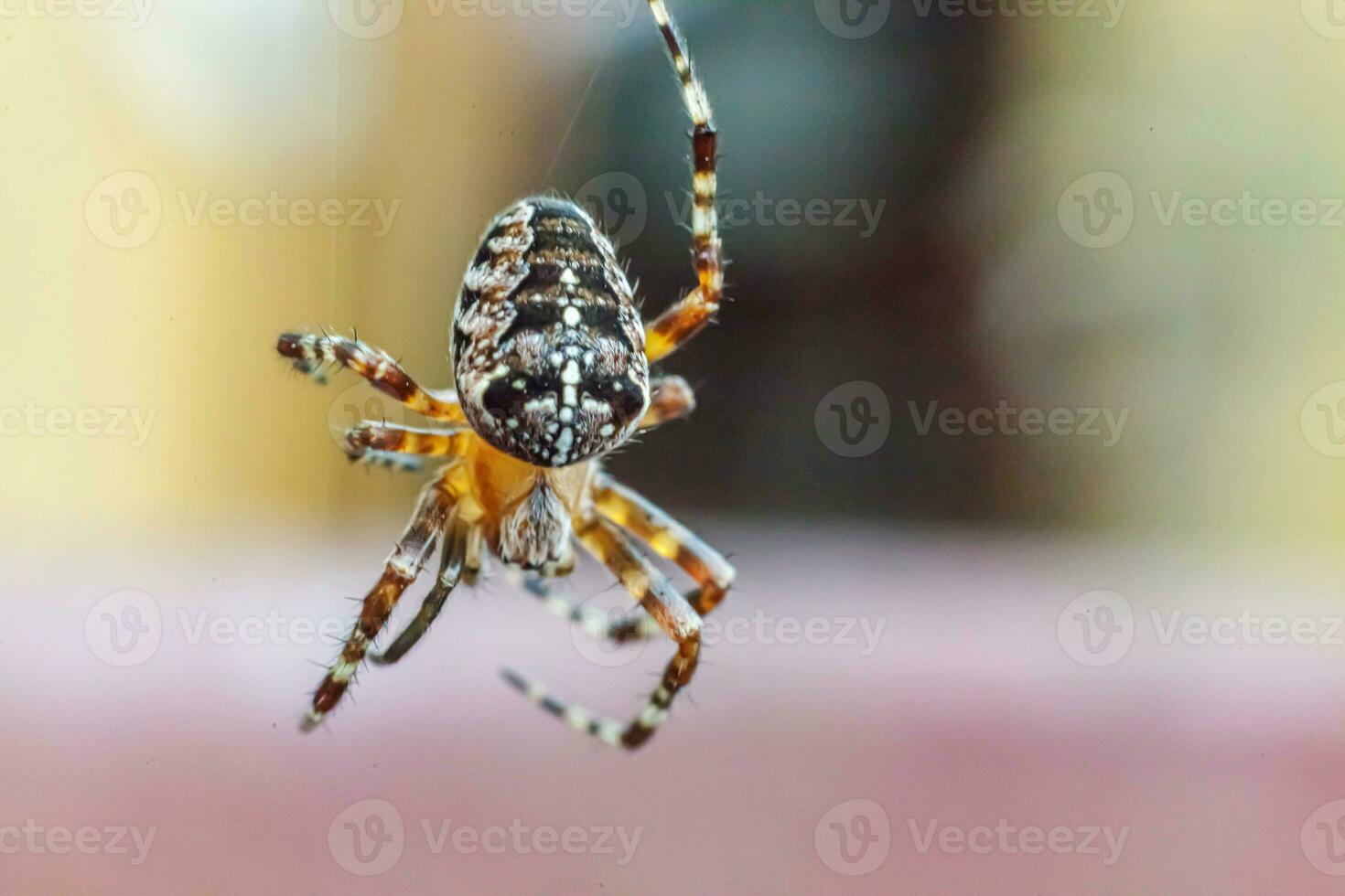 Arachnophobia fear of spider bite concept. Macro close up spider on cobweb spider web on natural blurred background. Life of insects. Horror scary frightening banner for halloween. photo