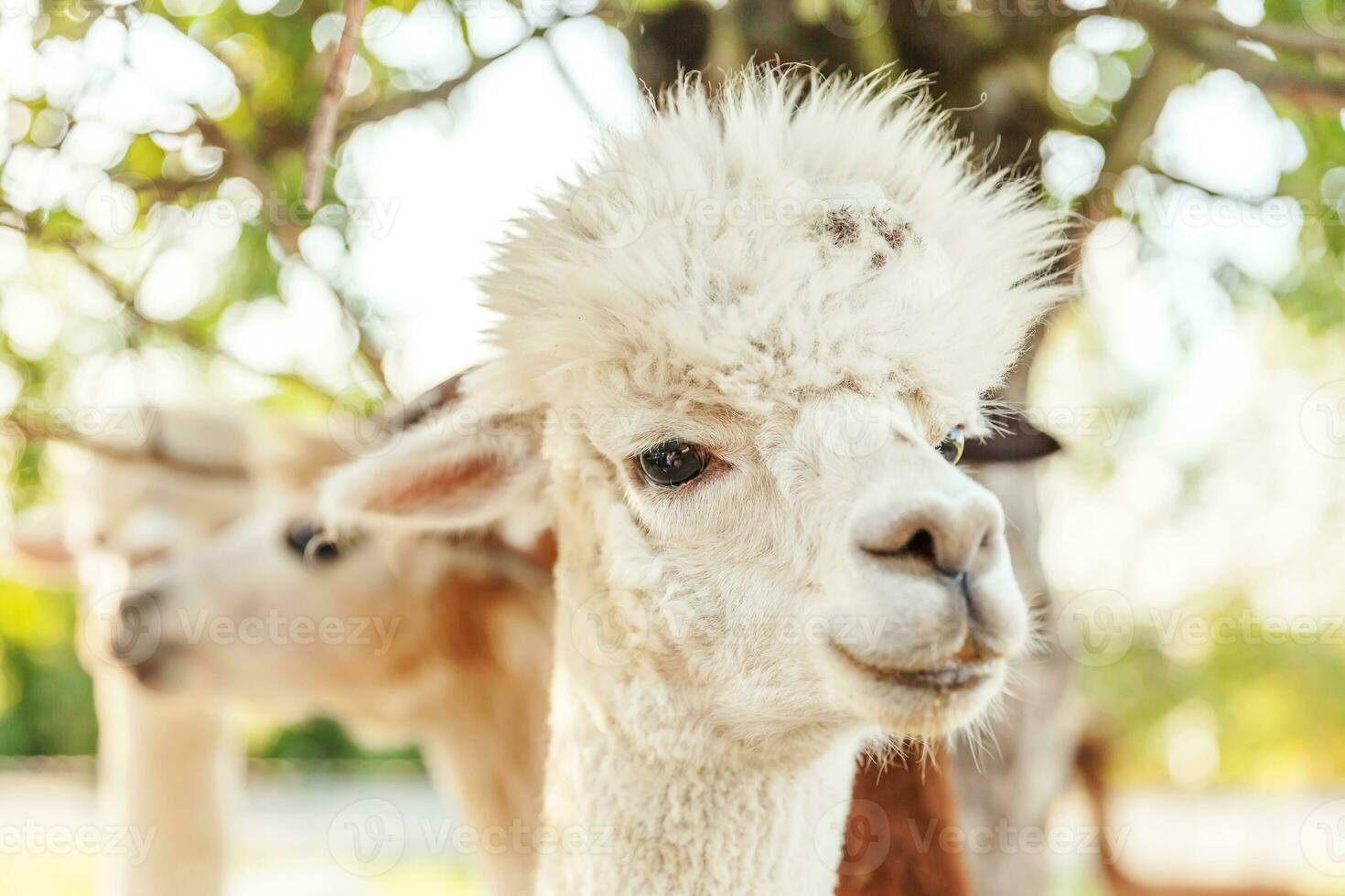 linda alpaca con cara graciosa relajándose en el rancho en verano. alpacas domésticas pastando en pastos en el fondo natural del campo de la granja ecológica. concepto de cuidado animal y agricultura ecológica foto