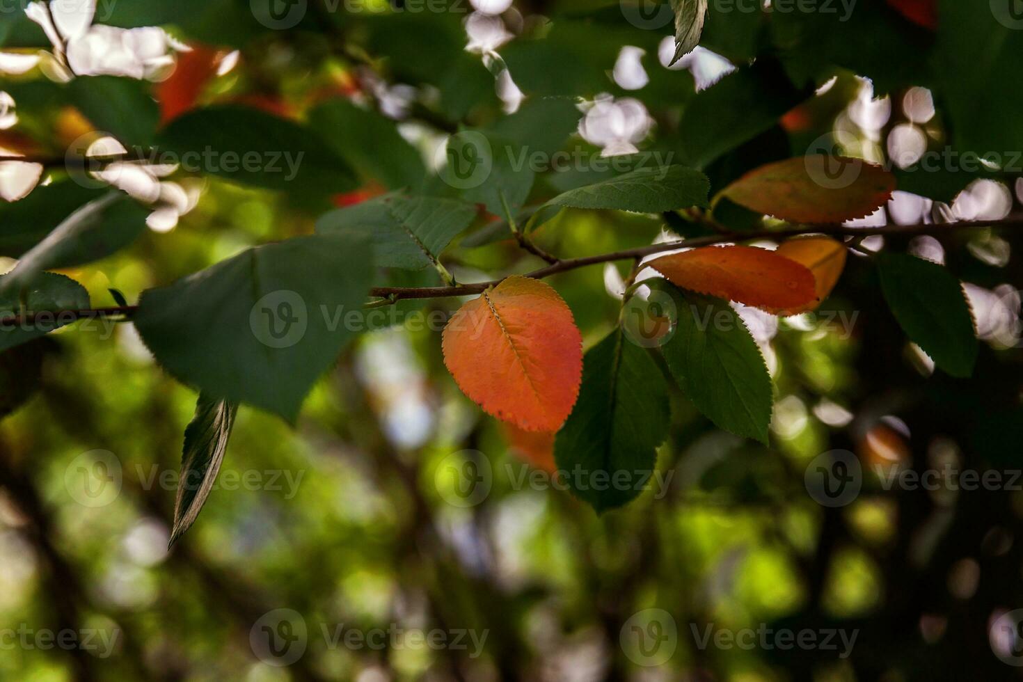 de cerca natural otoño otoño ver de rojo naranja hoja resplandor en Dom en borroso verde antecedentes en jardín o parque. inspirador naturaleza octubre o septiembre fondo de pantalla. cambio de estaciones concepto. foto