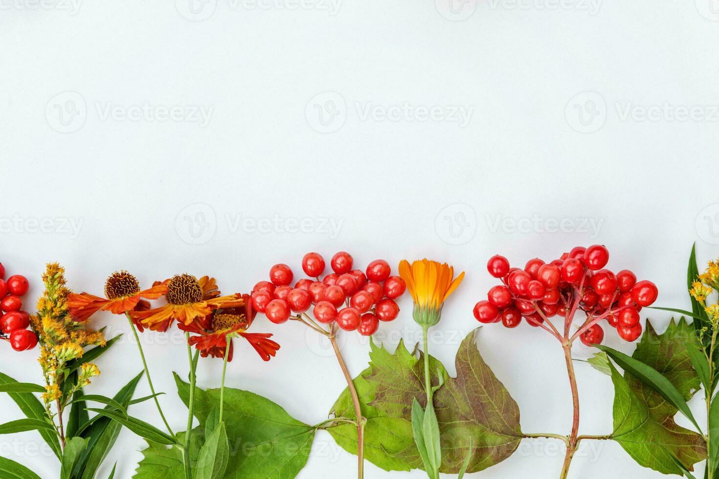 Autumn floral composition. Frame made of autumn plants viburnum berries orange flowers isolated on white background. Autumn fall natural plants ecology wallpaper concept. Flat lay top view, copy space photo