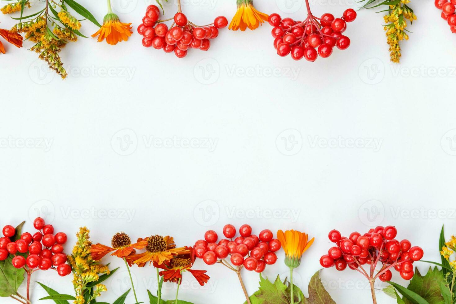 Autumn floral composition. Frame made of autumn plants viburnum berries orange flowers isolated on white background. Autumn fall natural plants ecology wallpaper concept. Flat lay top view, copy space photo