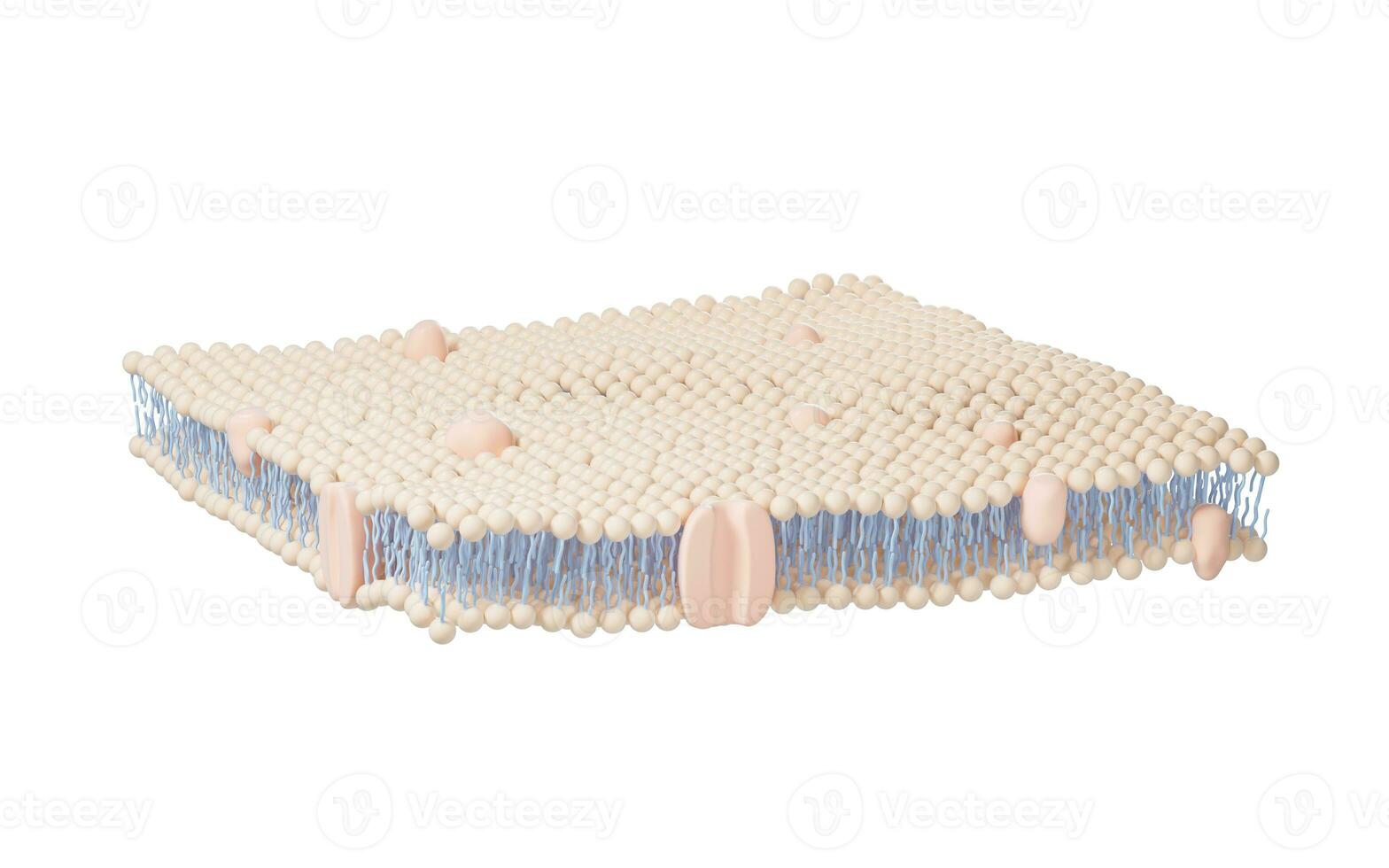 Cell membrane structure background, 3d rendering. photo