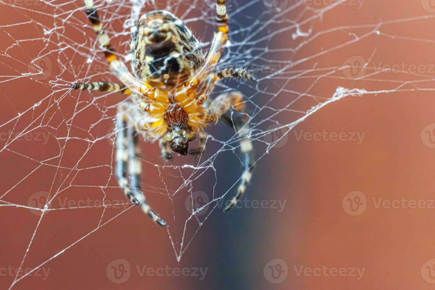 Arachnophobia fear of spider bite concept. Macro close up spider on cobweb spider web on blurred brown background. Life of insects. Horror scary frightening banner for halloween. photo
