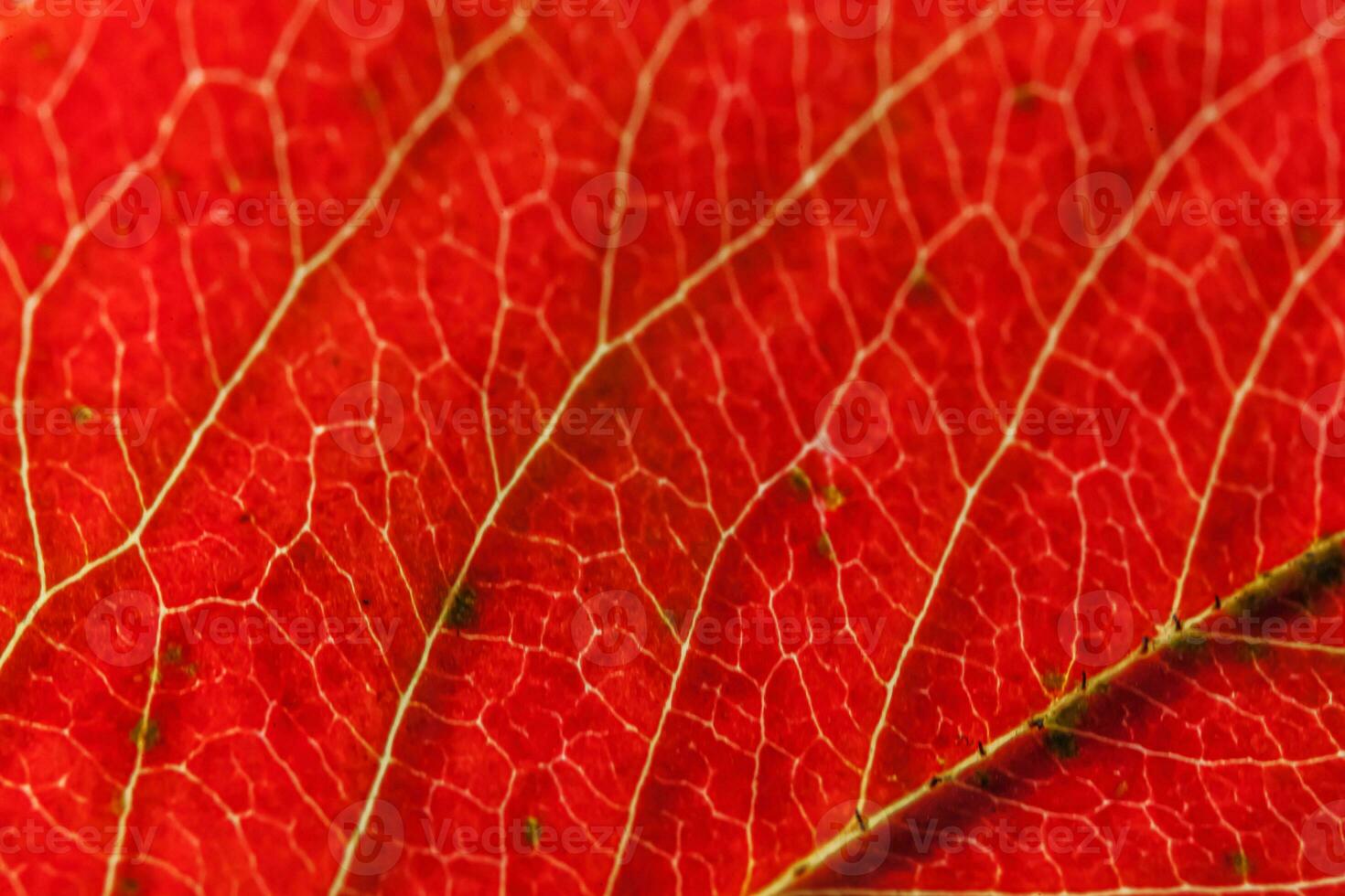 Closeup autumn fall extreme macro texture view of red orange green wood sheet tree leaf glow in sun background. Inspirational nature october or september wallpaper. Change of seasons concept. photo