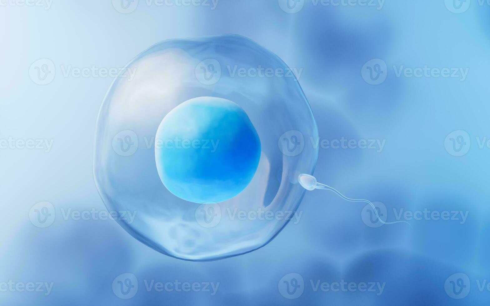 The union of sperm and an egg cell, 3d rendering. photo