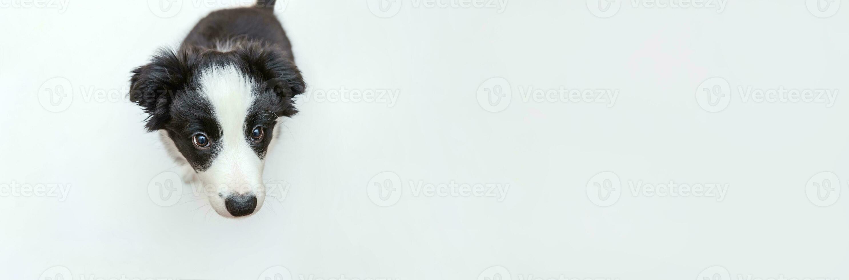 Funny studio portrait of cute smilling puppy dog border collie isolated on white background. Pet care and animals concept. Banner photo